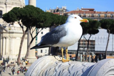 Martı Roma Vittoriano'ya İtalya