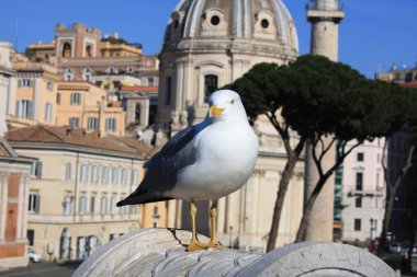 Martı Roma Vittoriano'ya İtalya