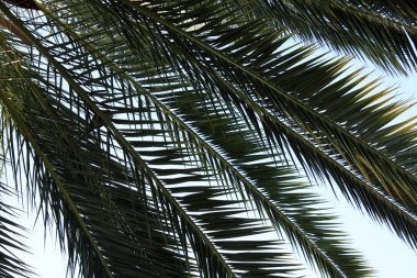 Arka planda palmiye yaprakları