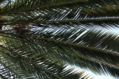 Arka planda palmiye yaprakları