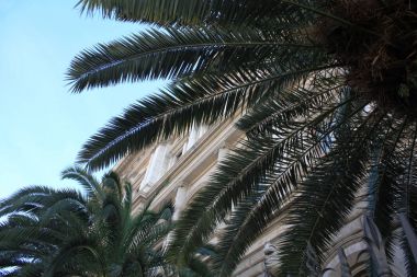 Palm arka plan ev ile