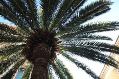 Arka planda palmiye yaprakları