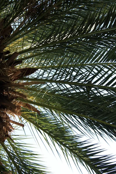 Hojas Palma Fondo Del Cielo — Foto de Stock