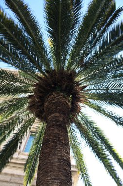 Bina ile palmiye. İtalya. ROM güneşli bir gün