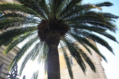 Bina ile palmiye. İtalya. ROM güneşli bir gün