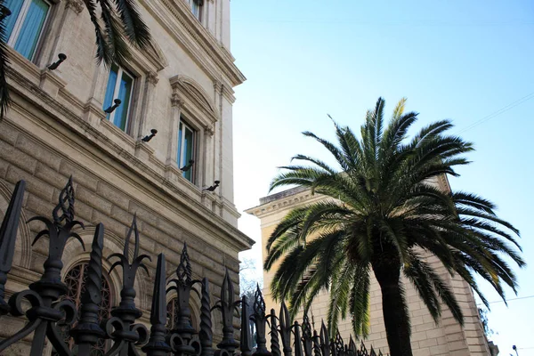 Palm Building Italy Rom Sunny Day — Stock Photo, Image