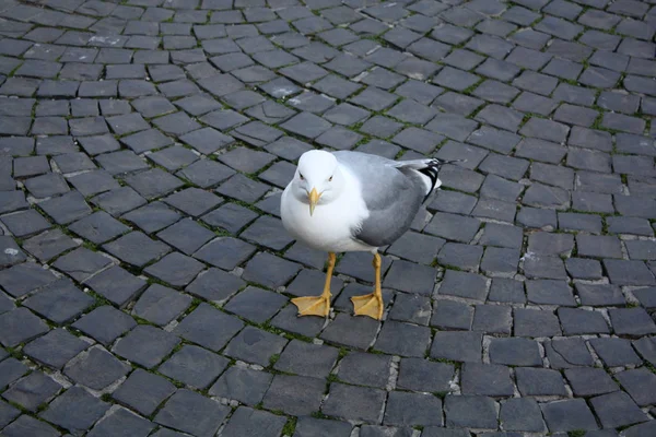 Möwe Auf Der Straße Rom Italien — Stockfoto