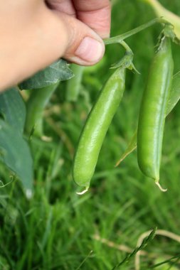 El bahçesinde yeşil bezelye.