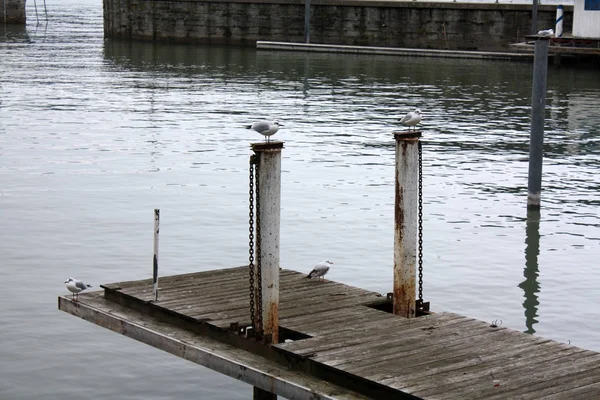 湖上的海鸥 布雷根茨 奥地利 — 图库照片