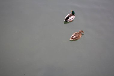 Gölde ördekler. Bregenz