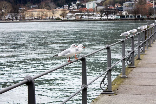 Möwe Auf Dem See Bregenz — Stockfoto