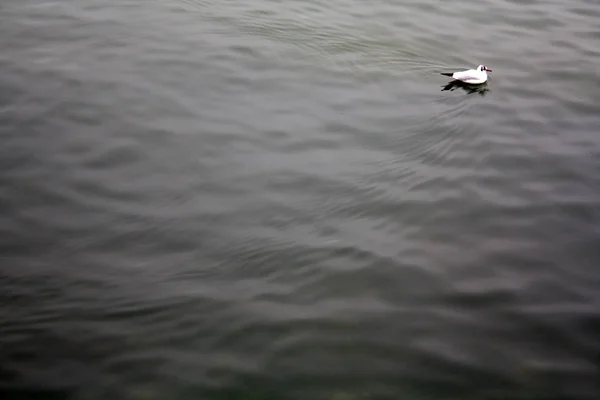 Seagull Lake Bregenz — Stock Photo, Image