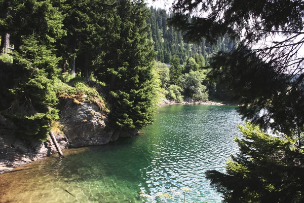 Lago Suizo Bosque Abetos Con Abeto Alpes Verano Suiza —  Fotos de Stock