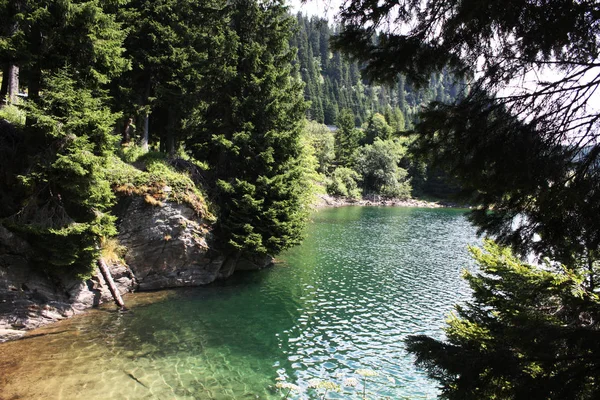 Lago Suizo Bosque Abetos Con Abeto Alpes Verano Suiza — Foto de Stock