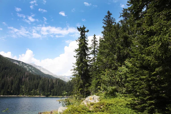 Lago Suizo Bosque Abetos Con Abeto Alpes Verano Suiza — Foto de Stock