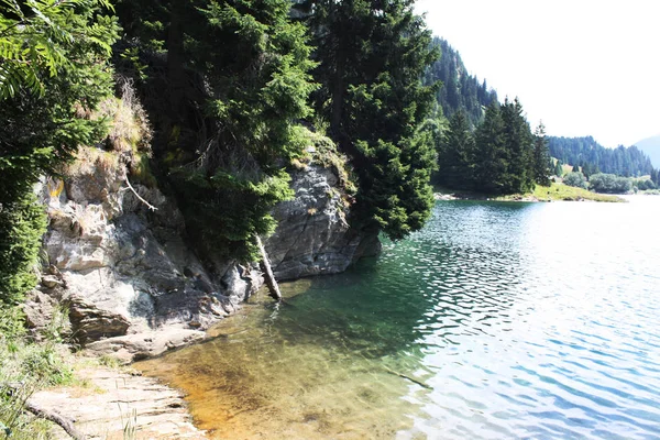 Lago Suizo Bosque Abetos Con Abeto Alpes Verano Suiza — Foto de Stock