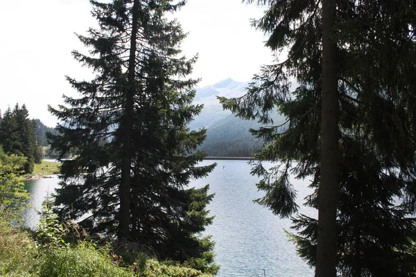 Lago Suizo Bosque Abetos Con Abeto Alpes Verano Suiza —  Fotos de Stock