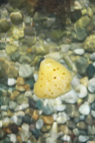 Sea sponge in sea water on the beach background.