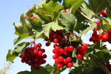 Kırmızı viburnum. Yazın bahçede Viburnum çalısı.