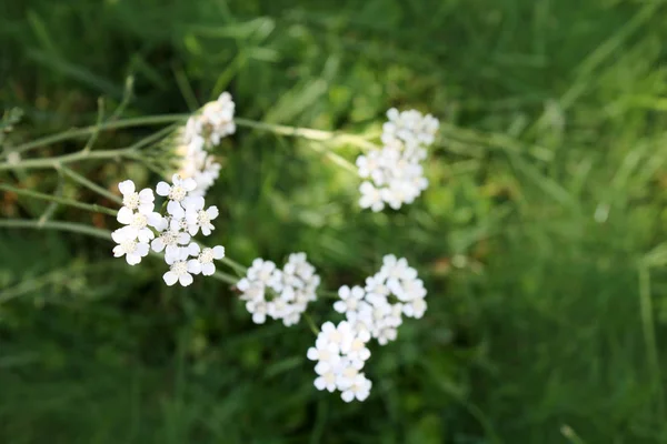 Yarrow Blooming Garden Yarrow Uses — 스톡 사진