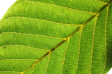 Ceviz yaprakları güneş ışığı makro altında. Doku arka planını bırakır.