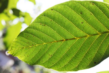 Ceviz yaprakları güneş ışığı makro altında. Doku arka planını bırakır.