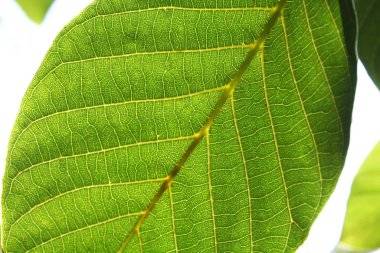 Ceviz yaprakları güneş ışığı makro altında. Doku arka planını bırakır.