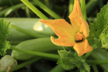 Bahçedeki kırmızı güllerin çalısı.