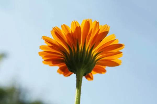 Calendula Officinalis Floreciendo Jardín — Foto de Stock