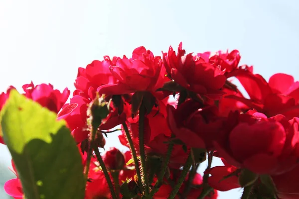 Cespuglio Rose Rosse Giardino — Foto Stock