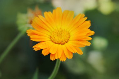 Calendula, bahçede çiçek açıyor..