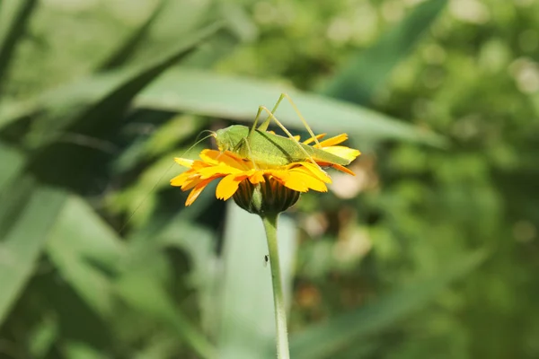 Grasshopper Στο Καλέντουλα Λουλούδι Στον Κήπο — Φωτογραφία Αρχείου