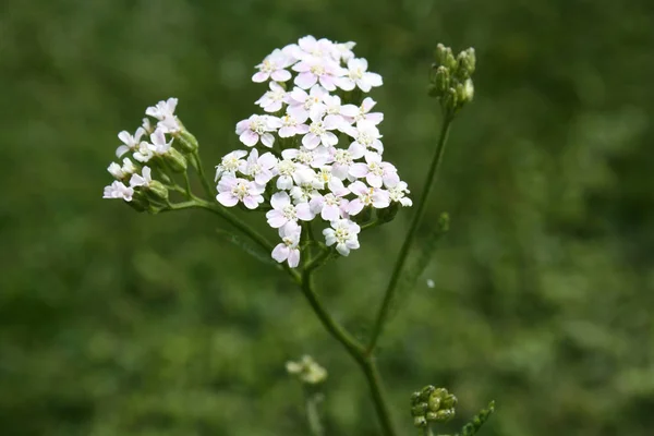 Yarrow Blooming Garden Yarrow Medical — 스톡 사진