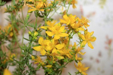 Saint John 'un deniz kıyısındaki dağlardan gelen organik otlar. Dalmaçya.