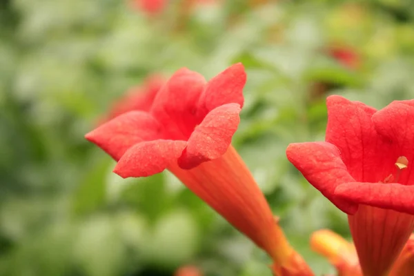 Bahçede Yeşil Arka Planda Kırmızı Kamp Çiçek Açıyor — Stok fotoğraf
