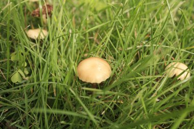 Bal mantarı, yeşil çimlerin üzerinde.