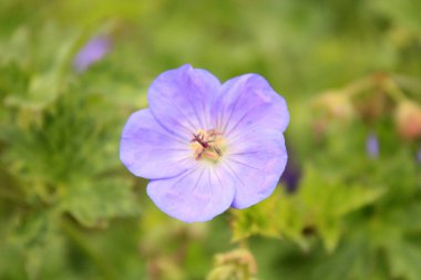 Small violet flowers in the garden on the green background.