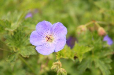 Small violet flowers in the garden on the green background.