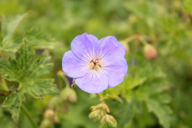 Small violet flowers in the garden on the green background.