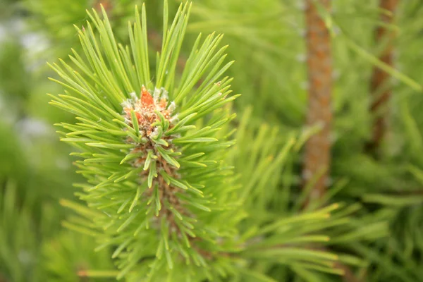 Jovem Fresco Pine Ramo Macro Floresta — Fotografia de Stock