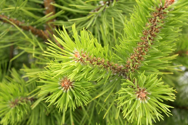 Jovem Fresco Pine Ramo Macro Floresta — Fotografia de Stock