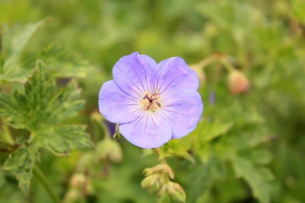 Pequeñas Flores Violetas Jardín Sobre Fondo Verde — Foto de Stock