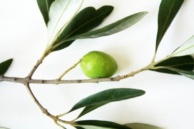 Olive branch with green olives isolated on white background.