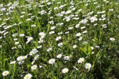 Bahçede yazın açan beyaz papatya çayı..