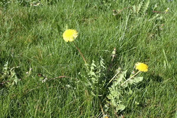 Diente León Floreciendo Campo Verano Suiza —  Fotos de Stock