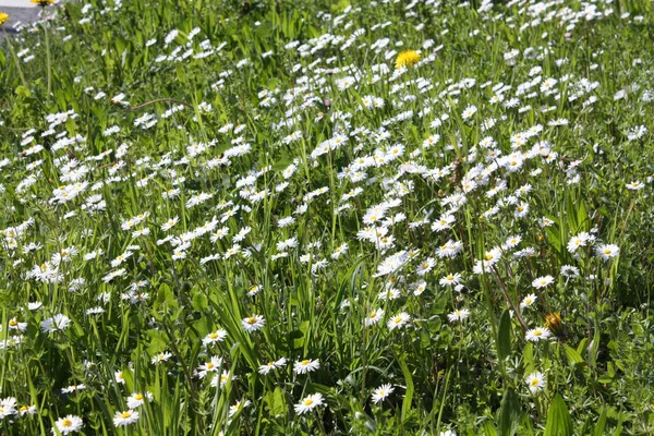 Camomille Blanche Fleurissant Dans Jardin Été — Photo