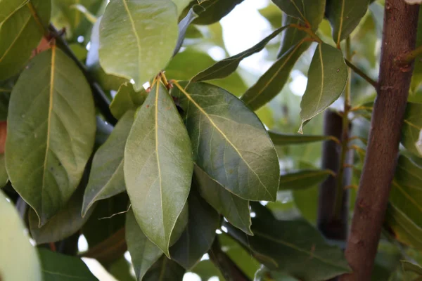 Bahçedeki defne yaprağı / laurus nobilis çalısı.
