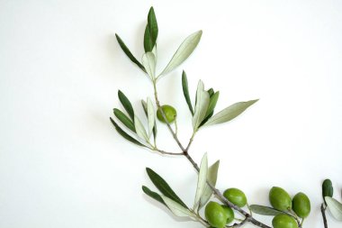 Olive branch with green olives isolated on white background.