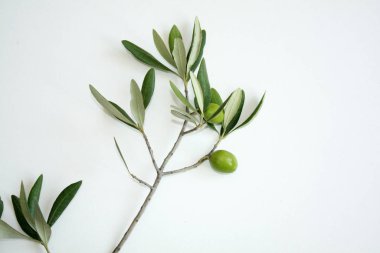 Olive branch with green olives isolated on white background.