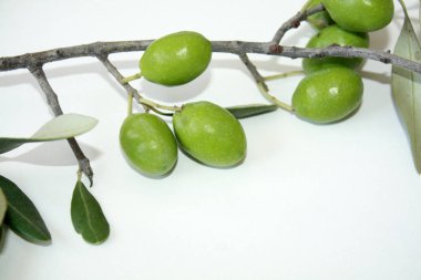 Olive branch with green olives isolated on white background.